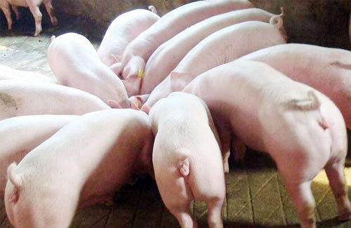 常见母猪疾病的防治