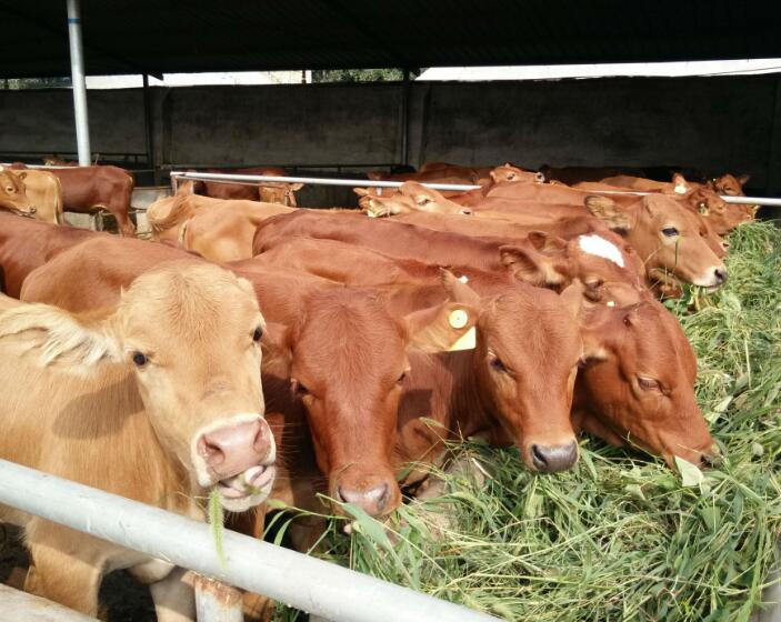 肉牛育肥期TMR全时日粮的配制方法及注意事项